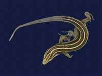 藏品(麗紋石龍子)的圖片